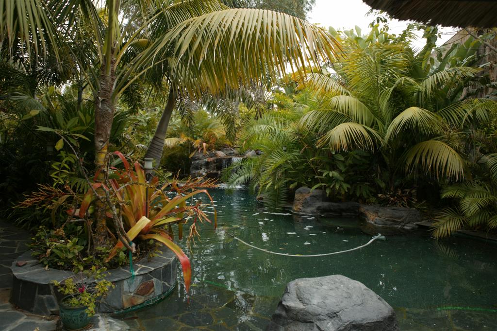 Palms and exotics around a pool, Encinitas, California