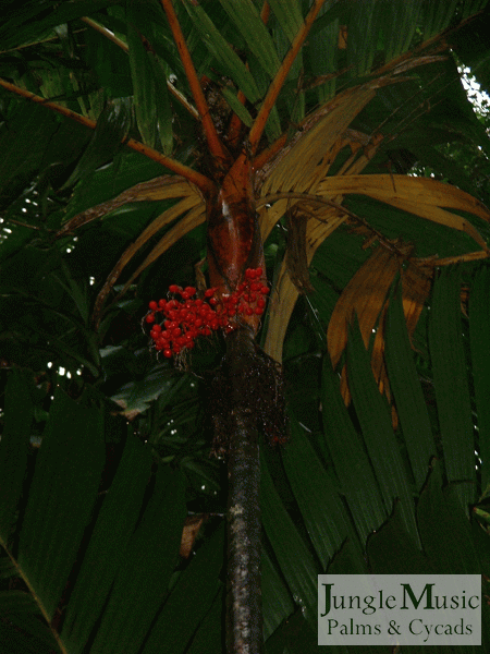  mature Areca vestiaria seeds  