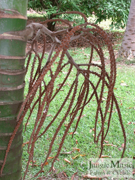 Compare this spent blossom of Burretiokentia
hapala to the gorgeous Burretiokentia blossoms
above.  This one is dying and will fall off soon. 