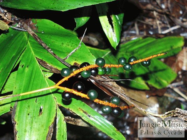 Chamaedorea tenella with its very small green seeds. 
These will darken and turn black with age.