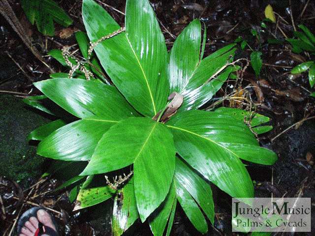  Another simple leaf, C. geonomiformis 