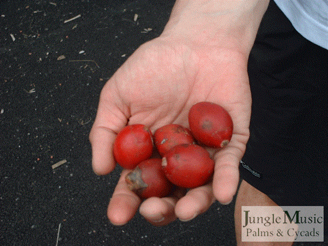 Ripe fruit of Chambeyronia macrocarpa.  This red fruit must be removed for germination to occur