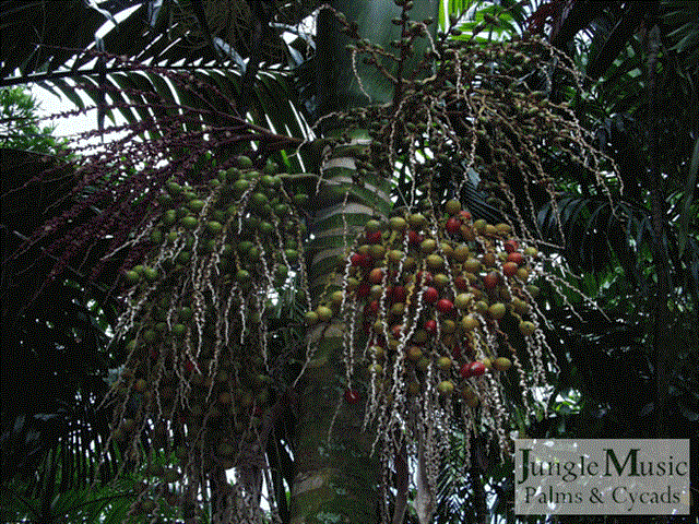 Chambeyronia macrocarpa seeds just maturing but
not quite ready