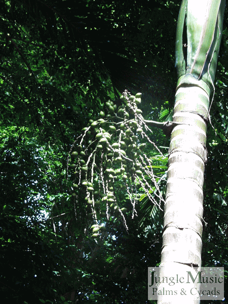  Tan trunk with exposure to sun