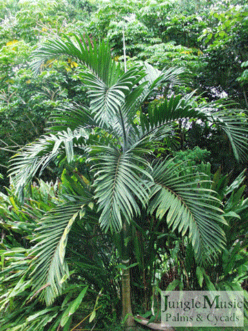  Chambeyronia, a mid-canopy palm