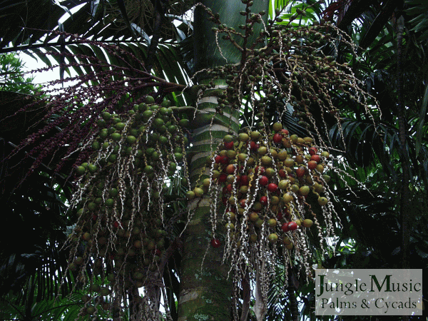  Both green and red fruit, by HJD