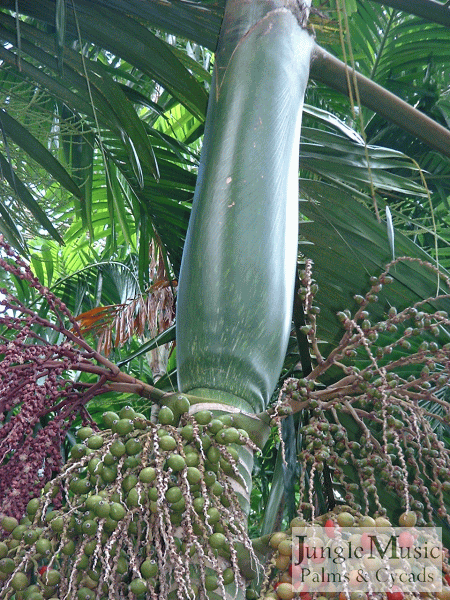 Chambeyronia macrocarpa with flowers in three stages.  To the left is a new flower, to the right a flower with tiny seeds and larger yet green seeds are seen on the blossom in the middle