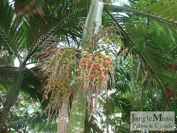 These tempting seeds are on a Chambeyronia macrocarpa
watermelon form.  But, although turning color, theyy
are not mature and you should wait a month or so.are not mature and you should wait a month or so