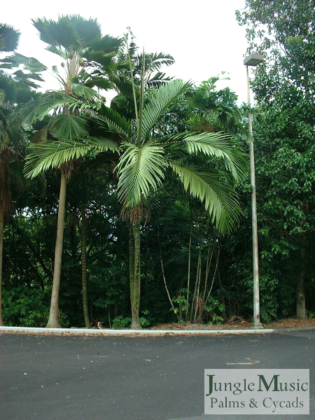  Chambeyronia macrocarpa is a medium sized, crown shafted palm with wide leaflets and a newly emergent red leaf.  It is known as the Blushing Palm and the Flame Thrower Palm.  It is native to New Caledonia.  It's leaves have a thick substance.  Overall height is about 25 feet, sometimes taller.  It is very popular among enthusiasts.  There are multiple species of Chambeyronia.    