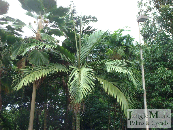  Above is a closer view of the crown of the plant above