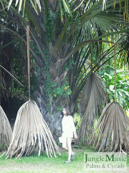  Corypha umbraculifera