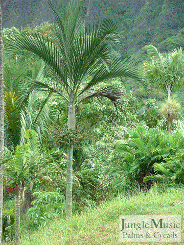 Cyphophoenix elegans:   An elegant single trunk, crown shafted palm with a thin trunk and graceful leaves.  From New Caledonia.  Takes down to 28 degrees.