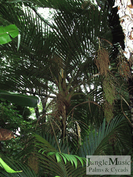 Cyphosperma balansae with spent blossoms to
the right 