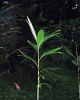 Dypsis procera