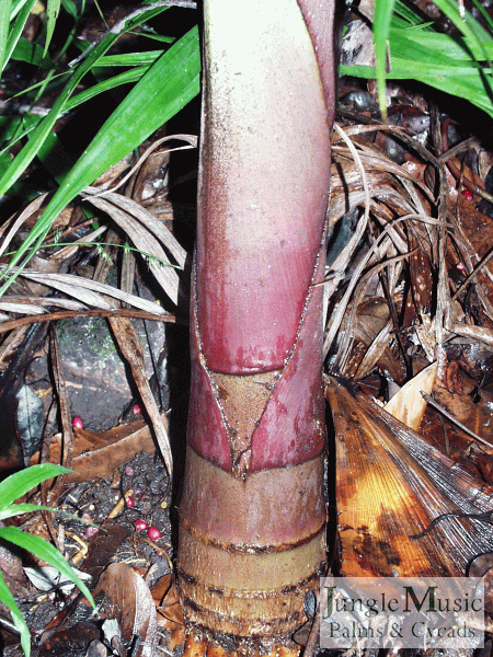  Dypsis rivularis