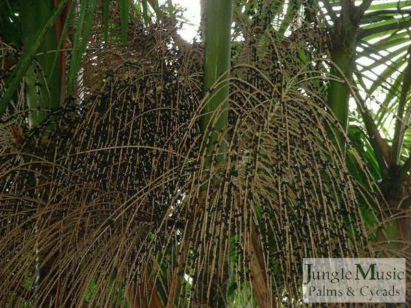  Euterpe edulis seeds, mature and black-purple color 