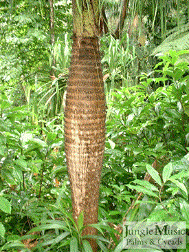  Gastrococos crispa