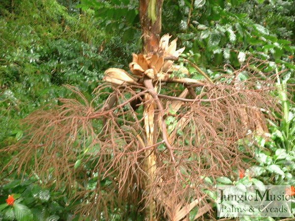  Spent blossom of Geonoma species, photo by HJD  