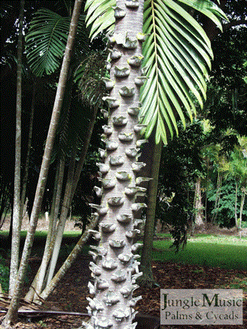  knobby trunk of Livisotona benthamii