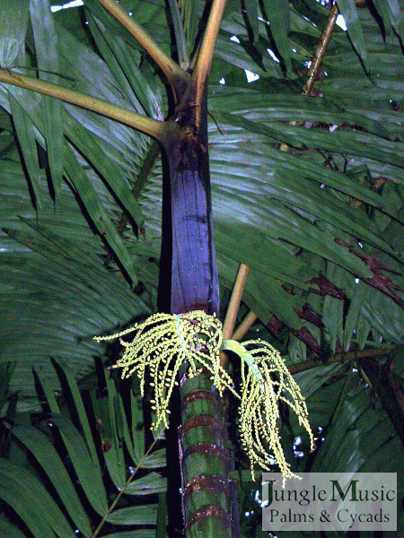  Pinanga casea with tiny immature fruits