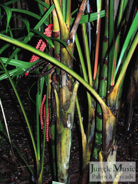 Pinanga mailaianaaseeds, very young next toseeds, very young next to
black mature seeds