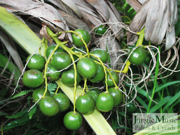 close up photo of green seeds of unknown Pritchardia
species,