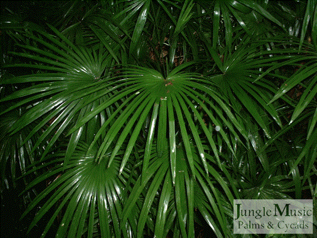 Rhapis multifida:

This is a very slender and graceful lady palm type.  It is shorter and less sun hardy than R. humilis, but is cold hardy into the mid-20’s.  It’s dainty growth habit, clean fiber and finely divided leafs make this an exceptional and elegant addition to any garden.  Max height of 8-10 feet