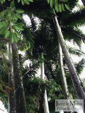  Royal Palm Grove