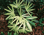 Rhapis excelsa variegated