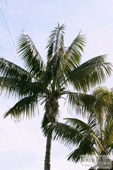  Kentia Palm, Howea forsteriana