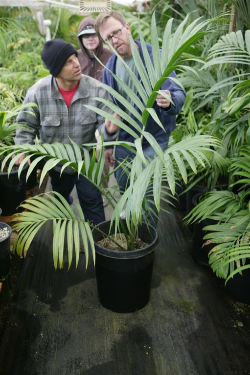  Hedyscepe canterburyana in a 15g container