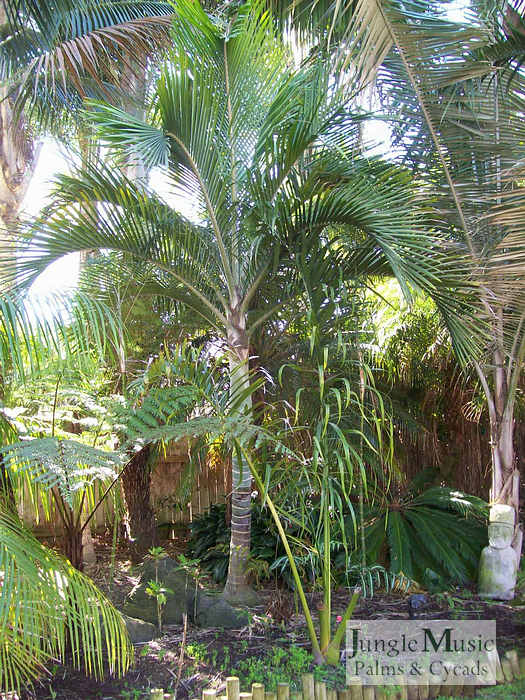  Hedyscepe can grow in shadier conditions, but likes a bit of sun.  You can see the prominent rings on the trunk.