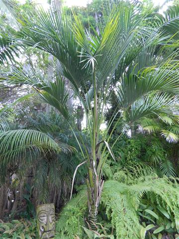 Howea belmoreana:  Another winner!  It is like the Kentia but with re-curved leaves and more leaflets.  It is also somewhat slower growing and hard to find.  Prefers filtered light.  Recent information shows that it is more cold tolerant than Howea forsteriana.  Tolerates to 25 degrees or a bit colder. 