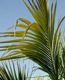  Howea leaf showing sunburn