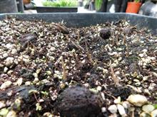  Howea belmoreana seeds just germinating with their tiny spears breaking through the soil surface