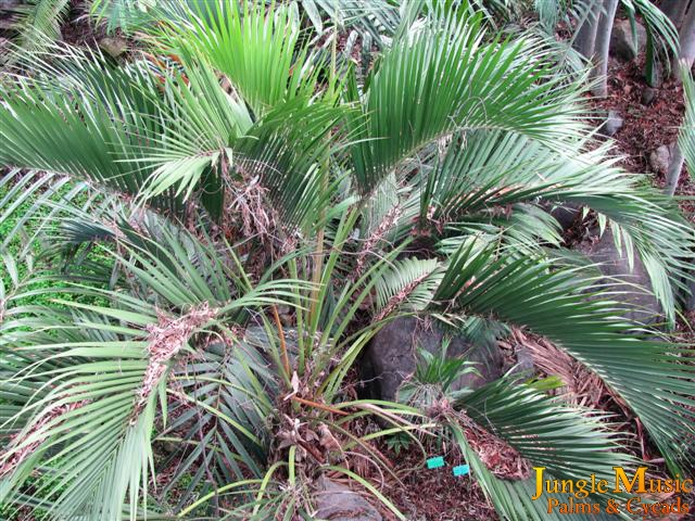  Another type of Howea is H. belmoreana, which has a recurved leaf and overall a smaller crown than H. forsteriana.  We have these for sale as well.  They get up to about 25 feet or more. 