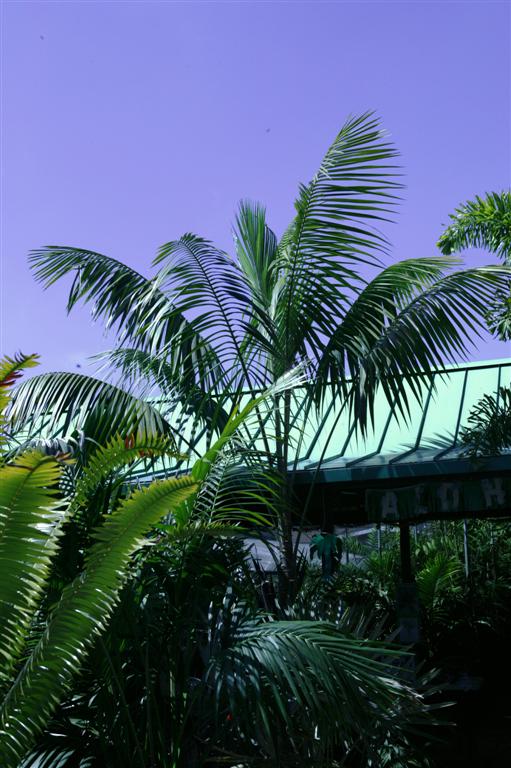  Howea forsteriana, at nursery