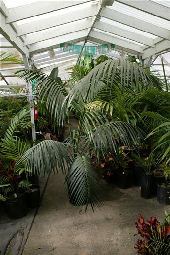  A 15g kentia Palm for indoors