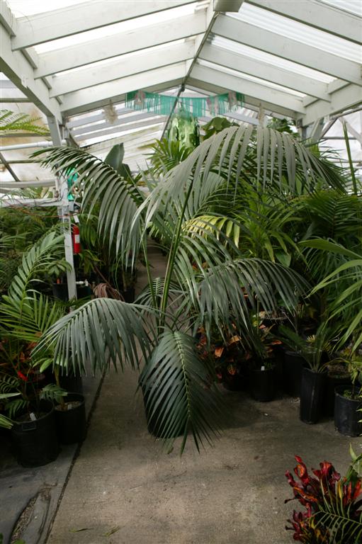  Howea forsteriana 