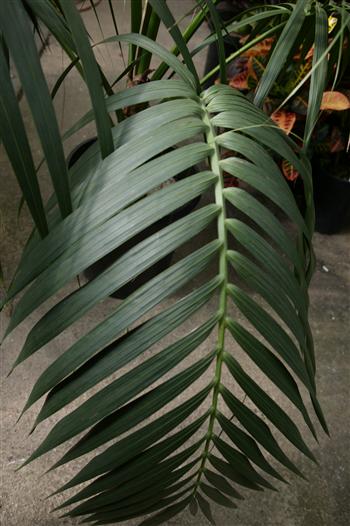 This photo shows the color of a Kentia Palm
leaf in filtered light on nursery plant   