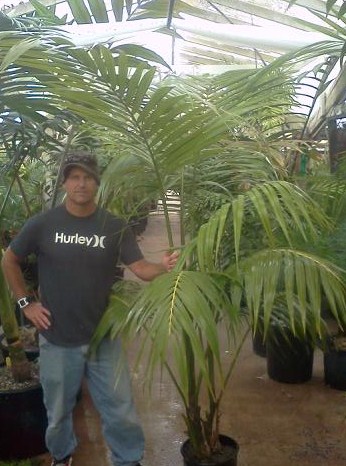  Kentia Palm 