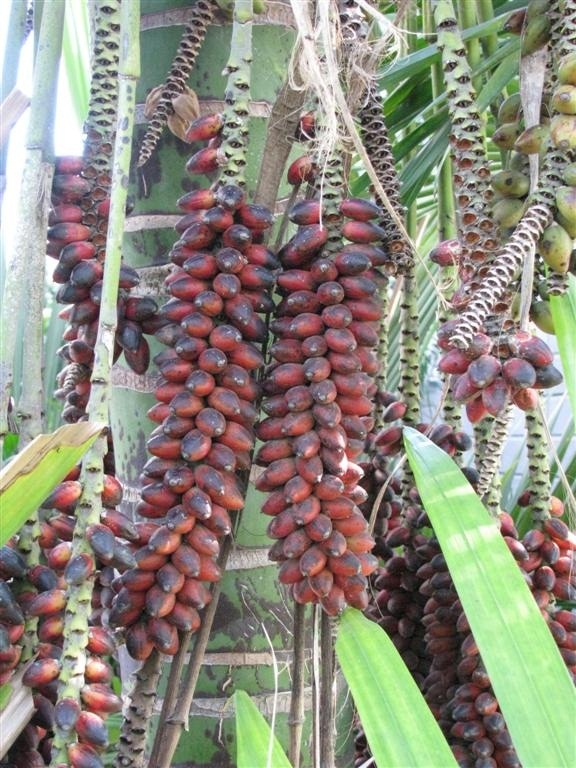  Ripe Kentia seeds 