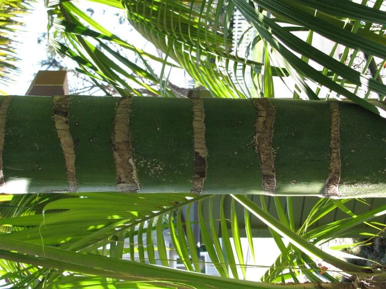  prominent rings on a Howea forsteriana