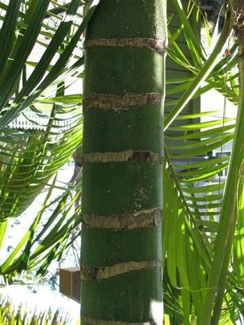  Kentia trunk in shade showing nice green color and very prominent rings   