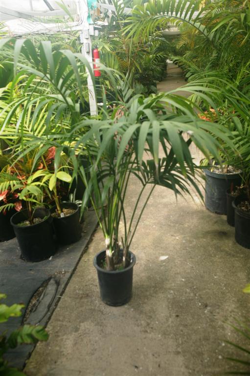   Kentia, 5g size multiple plants