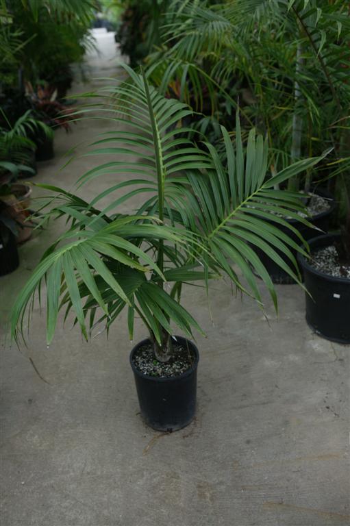   A smaller 5g single Kentia palm