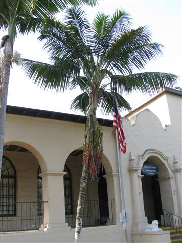  Howea forsteriana, Balboa Park, San Diego 