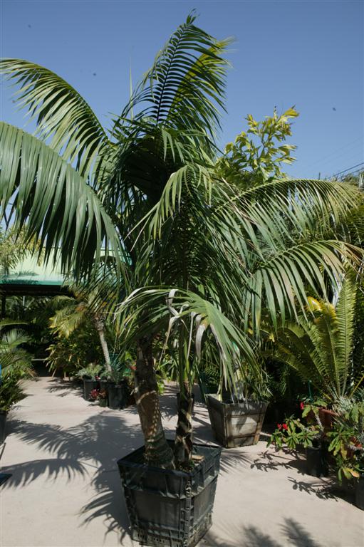  Howea forsteriana, the Kentia Palm.  We have any size you want from small to 25 feet tall.