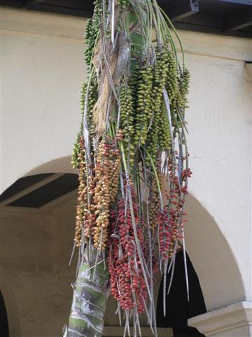 Howea forsteriana seeds, various stages.  The
bottom red seeds are ready to be harvested, but not
the green seeds above..