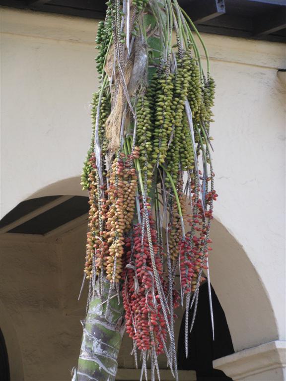  Seeds from green to red on a Kentia Palm 